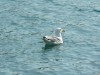 p1030707_800x600.jpg