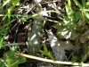 p1030199_800x600.jpg