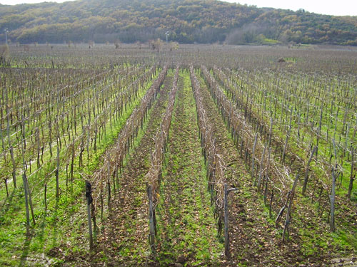 Vrbnik Weinreben
