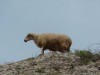 p1030510_800x600.jpg