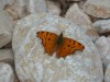 p1030533_800x600.jpg