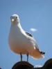 img_2034_450x600.jpg