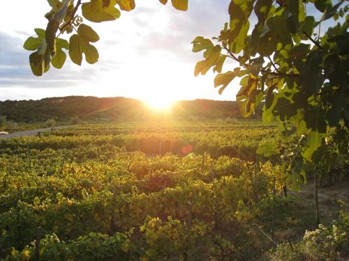 Weinberg bei Vrbnik mit Zlahtina