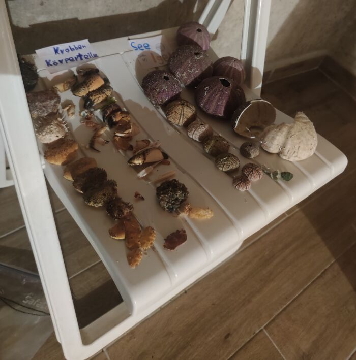 Korallen und Seeigel im Meeresmuseum im Keller der Ferienwohnung Porthos