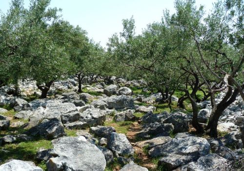 Olivenhain mit Steinen