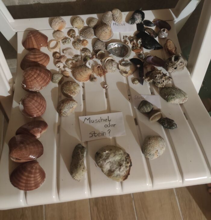 Muscheln im Meeresmuseum im Keller der Ferienwohnung Porthos