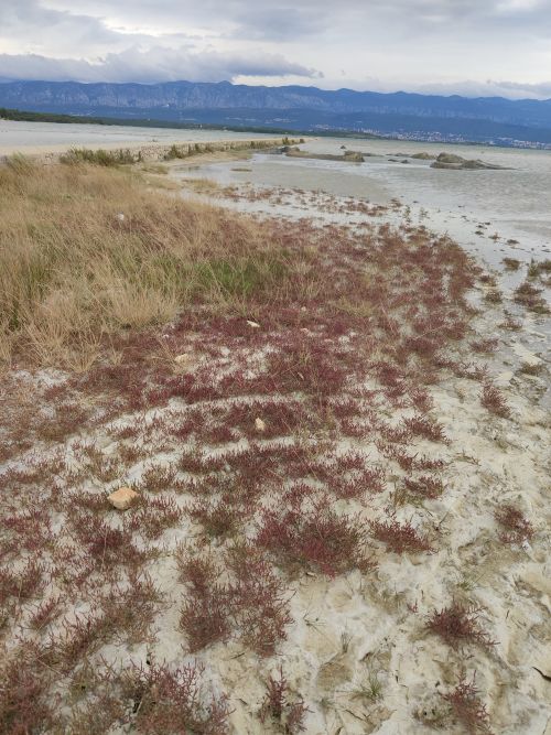 Meeresspargel in HerbstfÃ¤rbung - europÃ¤ischer Queller Bucht von Soline