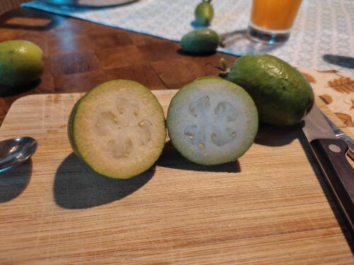 Ernte Ananas-Guave (Feijoa) 