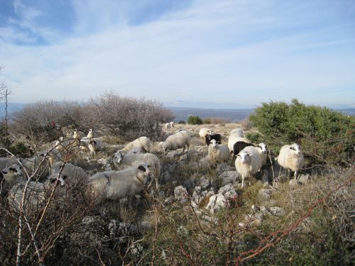 Wanderung Punat - Stara Baska